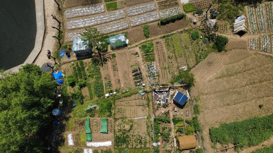 青道听风共享菜园航拍俯瞰：地块规整、步道清晰
