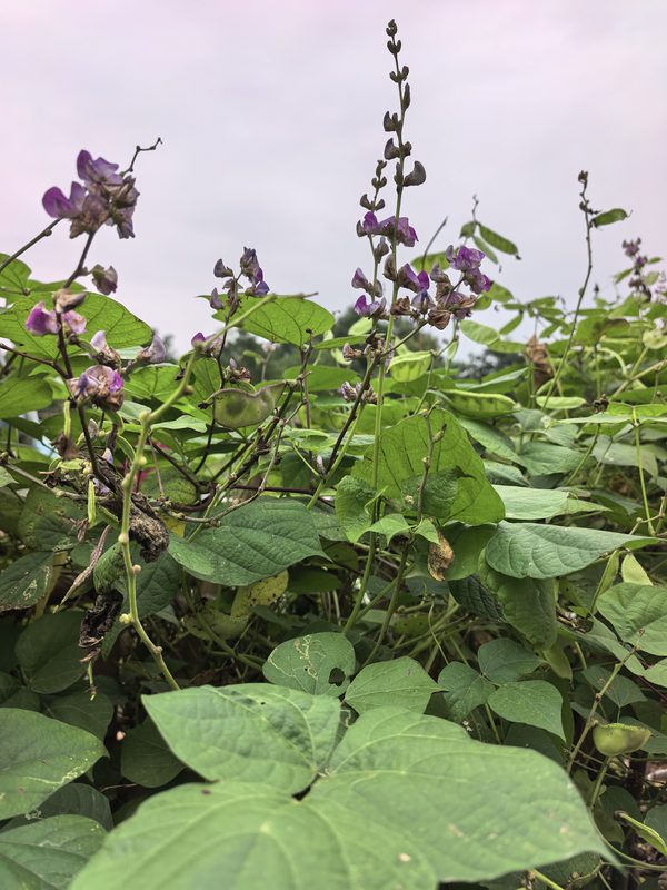 扁豆紫花仰拍