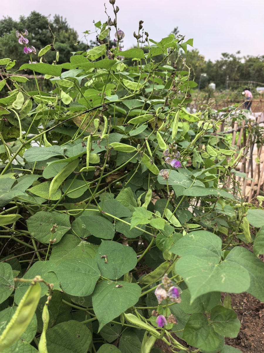 盛夏扁豆爬满竹架