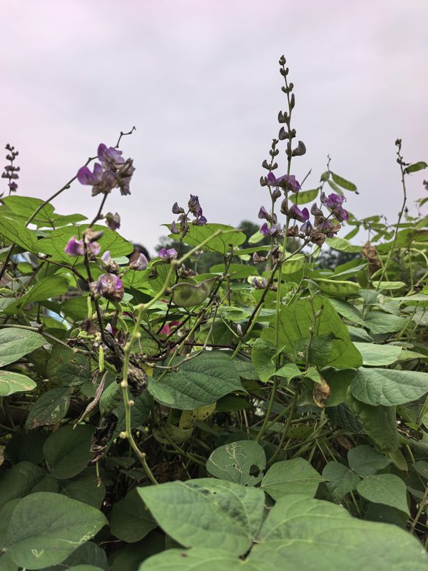 扁豆花与藤蔓