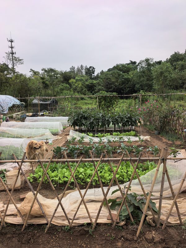 竹篱笆与防虫拱棚