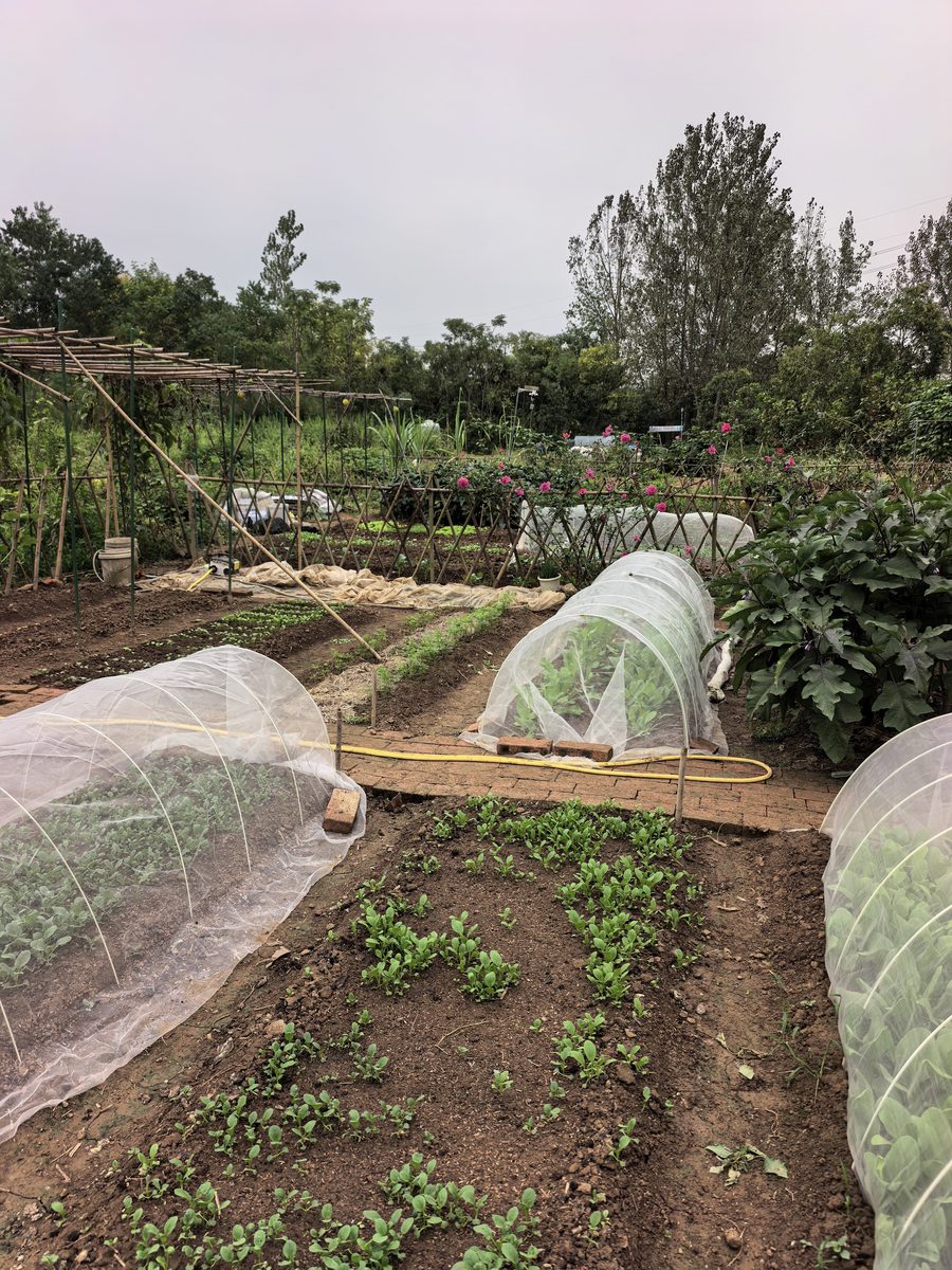 园区拱棚与茄子畦，木桶工具随手可取