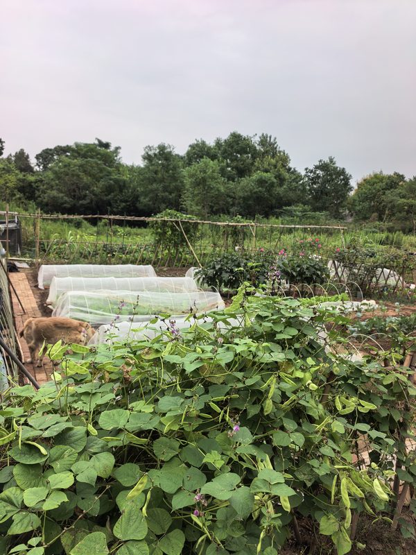 园区拱棚全景，竹架整齐排列