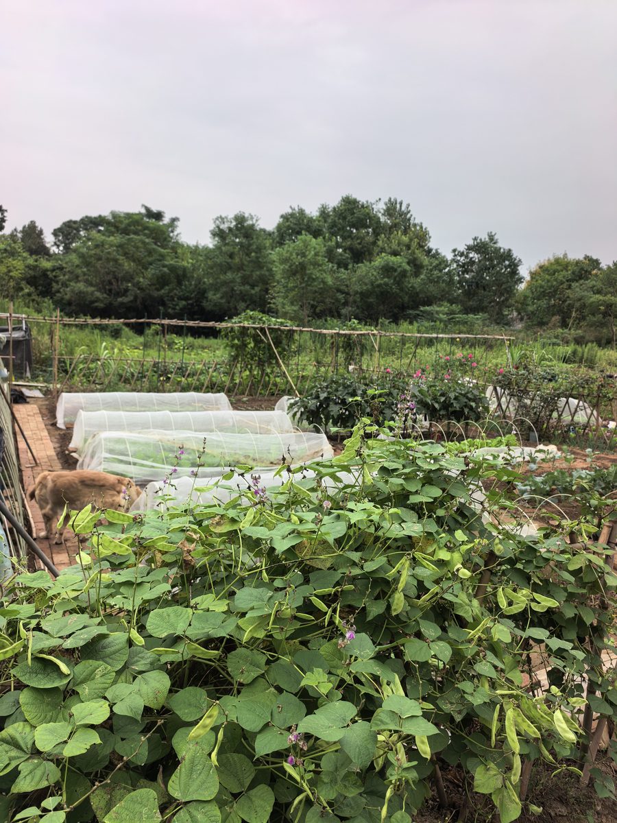 园区拱棚与菜畦全景，竹架整齐排列